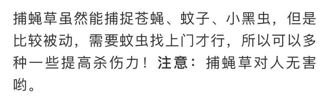 蚊子最怕這8種花！養(yǎng)1盆，蚊香花露水都省了