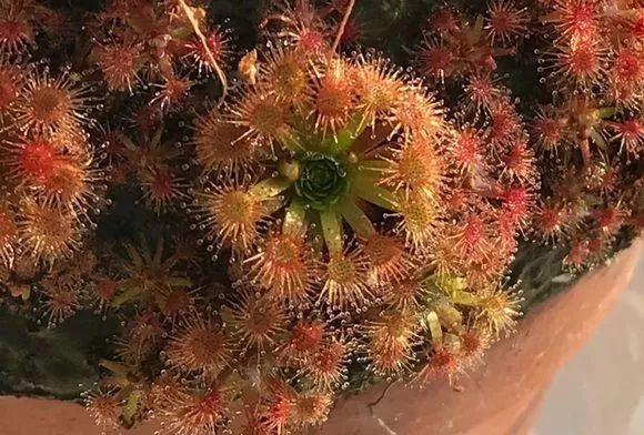 蚊子最怕這8種花！養(yǎng)1盆，蚊香花露水都省了