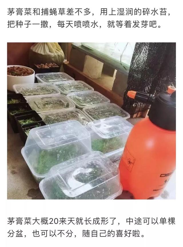 蚊子最怕這8種花！養(yǎng)1盆，蚊香花露水都省了