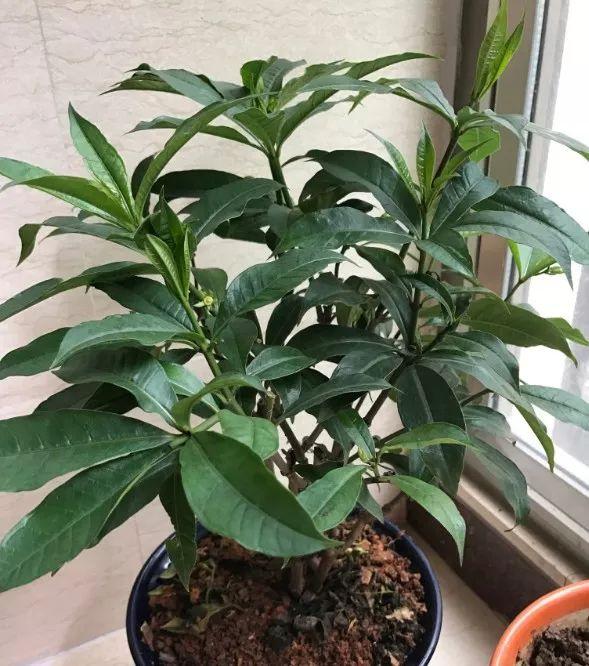 蚊子最怕這8種花！養(yǎng)1盆，蚊香花露水都省了