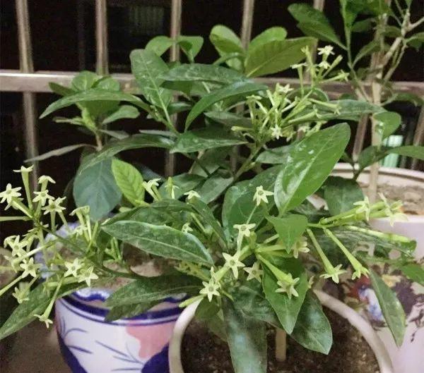 蚊子最怕這8種花！養(yǎng)1盆，蚊香花露水都省了