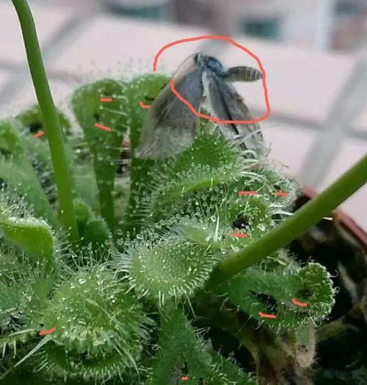 蚊子最怕這8種花！養(yǎng)1盆，蚊香花露水都省了
