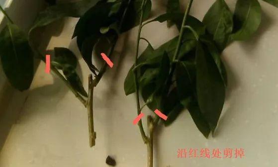 蚊子最怕這8種花！養(yǎng)1盆，蚊香花露水都省了