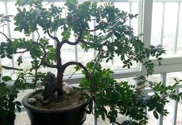 蚊子最怕這8種花！養(yǎng)1盆，蚊香花露水都省了