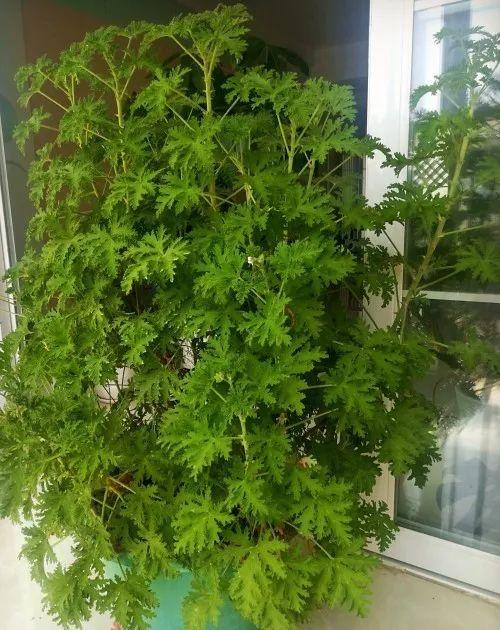 蚊子最怕這8種花！養(yǎng)1盆，蚊香花露水都省了