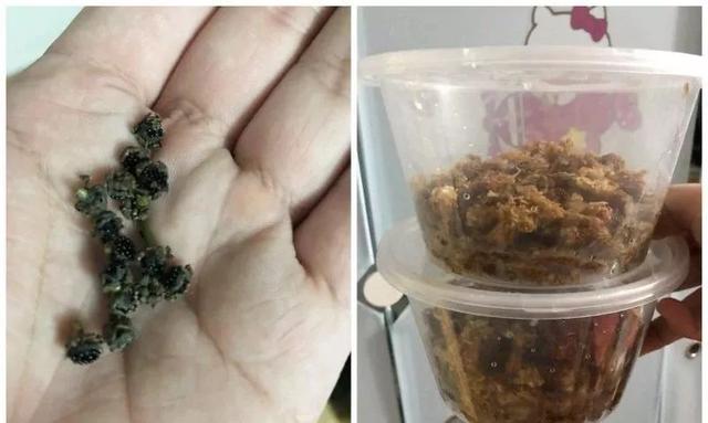 蚊子最怕這8種花！養(yǎng)1盆，蚊香花露水都省了