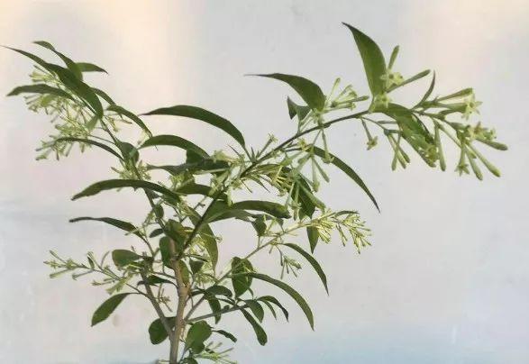 蚊子最怕這8種花！養(yǎng)1盆，蚊香花露水都省了