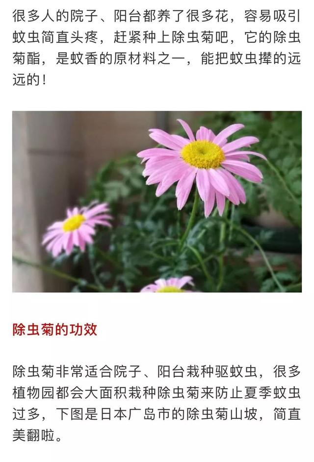 蚊子最怕這8種花！養(yǎng)1盆，蚊香花露水都省了
