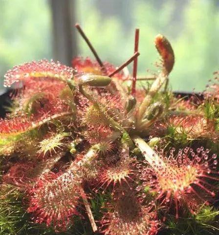 蚊子最怕這8種花！養(yǎng)1盆，蚊香花露水都省了