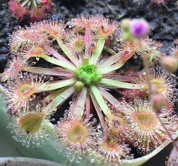 蚊子最怕這8種花！養(yǎng)1盆，蚊香花露水都省了