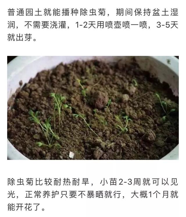 蚊子最怕這8種花！養(yǎng)1盆，蚊香花露水都省了