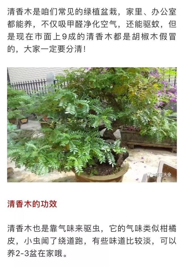 蚊子最怕這8種花！養(yǎng)1盆，蚊香花露水都省了