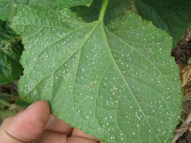 大棚蔬菜種植，煙粉虱難以防治，讓農(nóng)戶頭疼，究竟該如何防治呢？