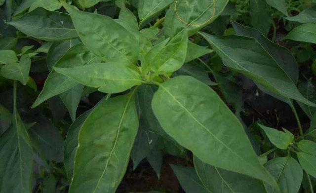 大棚蔬菜種植，煙粉虱難以防治，讓農(nóng)戶頭疼，究竟該如何防治呢？