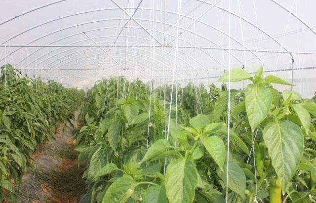 大棚蔬菜種植，煙粉虱難以防治，讓農(nóng)戶頭疼，究竟該如何防治呢？