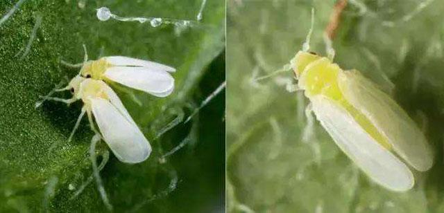 大棚蔬菜種植，煙粉虱難以防治，讓農(nóng)戶頭疼，究竟該如何防治呢？