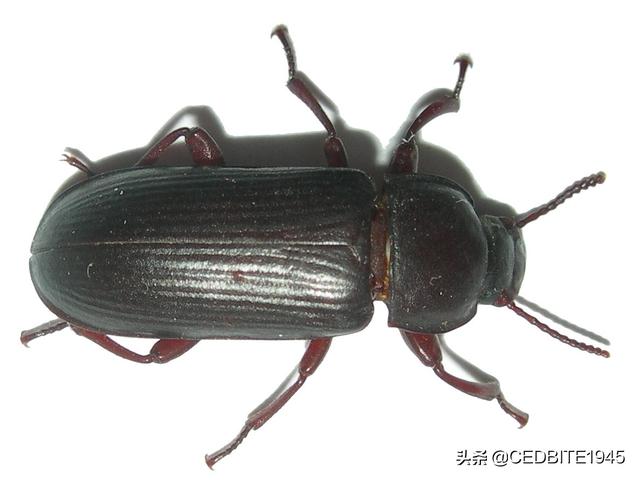 可以自給自足的魚飼料——面包蟲的優(yōu)點(diǎn)、缺點(diǎn)和養(yǎng)殖要點(diǎn)