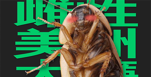 當(dāng)你殺蟑螂時，究竟發(fā)生了什么？