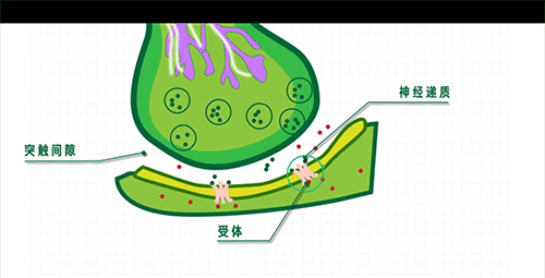 當(dāng)你殺蟑螂時，究竟發(fā)生了什么？