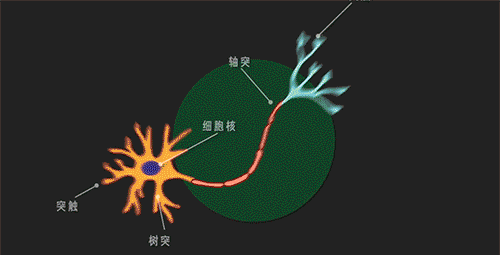 當(dāng)你殺蟑螂時，究竟發(fā)生了什么？