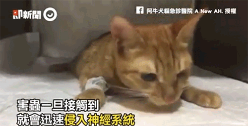 當(dāng)你殺蟑螂時，究竟發(fā)生了什么？