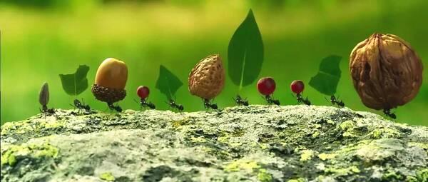 全球共有多少螞蟻？是人類數(shù)量的幾倍？加起來有多長？數(shù)字好龐大