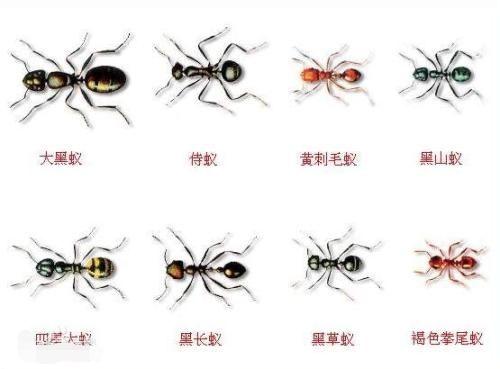 全球共有多少螞蟻？是人類數(shù)量的幾倍？加起來有多長？數(shù)字好龐大