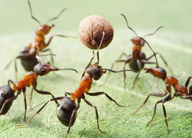 蜇人最疼的昆蟲，其實(shí)是這種螞蟻，如同被子彈擊中，狗熊都受不了