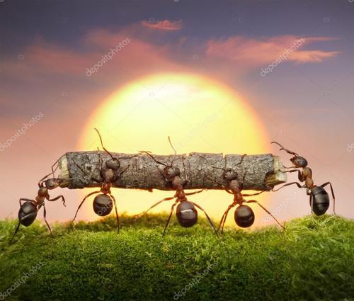 蜇人最疼的昆蟲，其實(shí)是這種螞蟻，如同被子彈擊中，狗熊都受不了