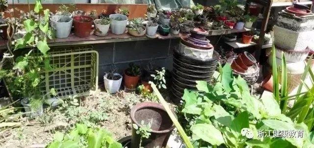 疾控提醒：開學(xué)了，翻填清疏滅蚊子，別讓登革熱進(jìn)校園