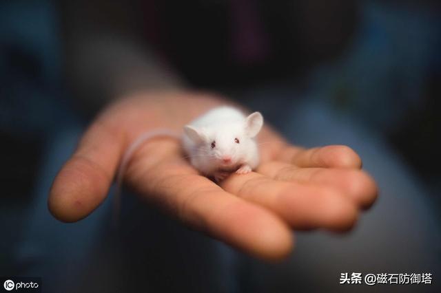 鼠道難:四只鼠的自述