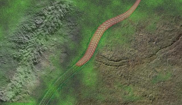 化石揭示5億年前蠕蟲的臨終遺跡