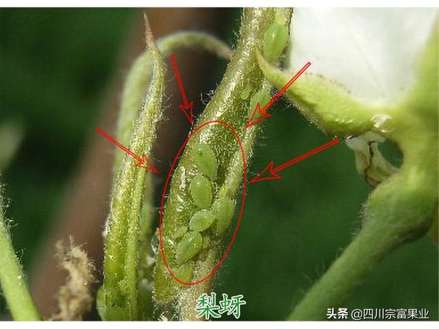 農(nóng)村人很熟悉的蚜蟲，也會為害梨樹，造成提前落葉、削弱樹勢