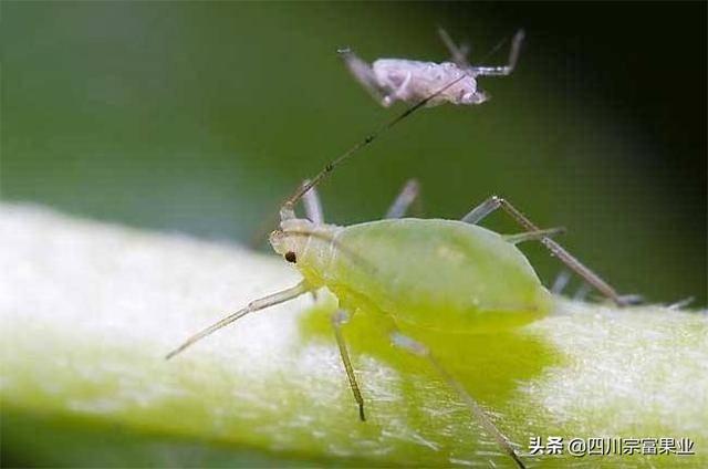 農(nóng)村人很熟悉的蚜蟲，也會為害梨樹，造成提前落葉、削弱樹勢