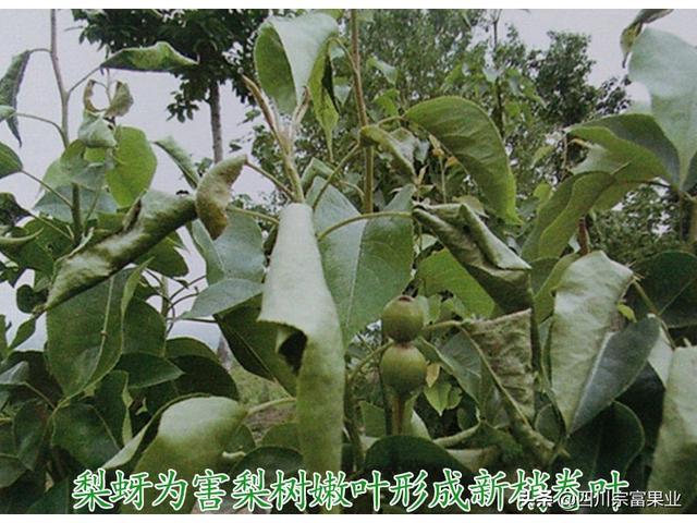 農(nóng)村人很熟悉的蚜蟲，也會為害梨樹，造成提前落葉、削弱樹勢