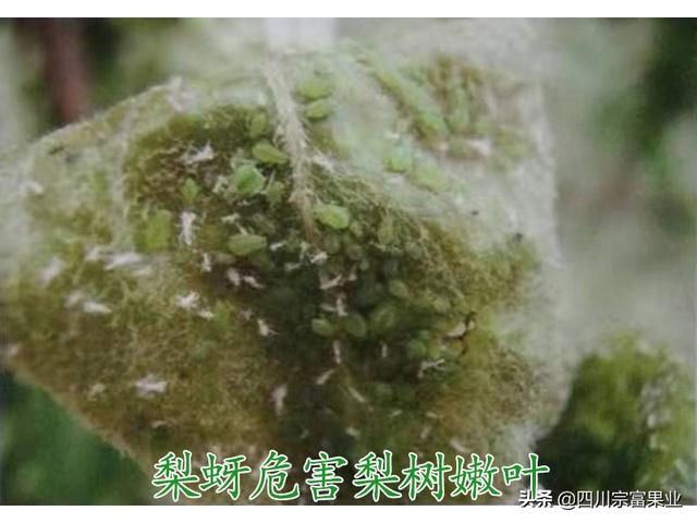 農(nóng)村人很熟悉的蚜蟲，也會為害梨樹，造成提前落葉、削弱樹勢