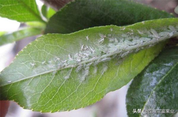 農(nóng)村人很熟悉的蚜蟲，也會為害梨樹，造成提前落葉、削弱樹勢