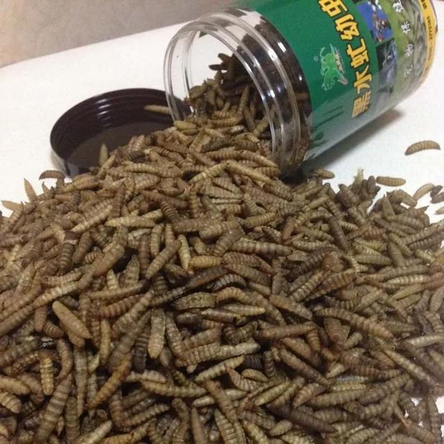 小蟲子，大功效！愛吃廢棄物的黑水虻，不僅保護了環(huán)境，還是提供能源的原材料