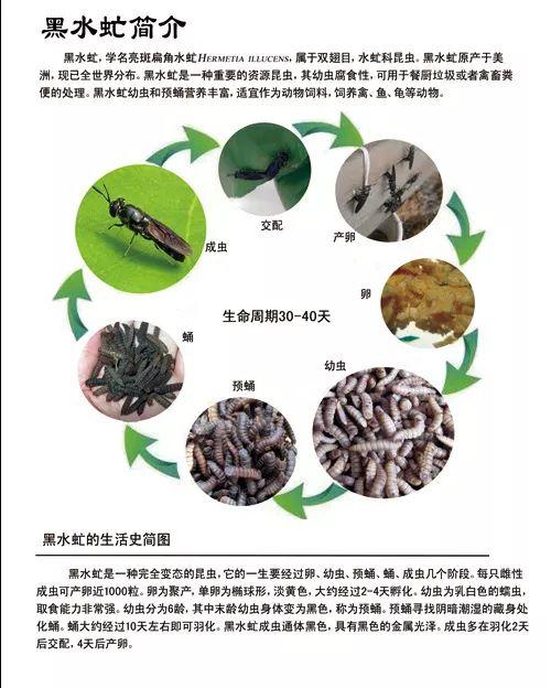 小蟲子，大功效！愛吃廢棄物的黑水虻，不僅保護了環(huán)境，還是提供能源的原材料