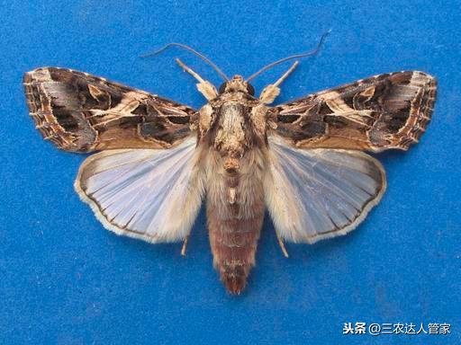 蟲害“夜娥類”出沒(méi)，危害你的香蕉不容商量