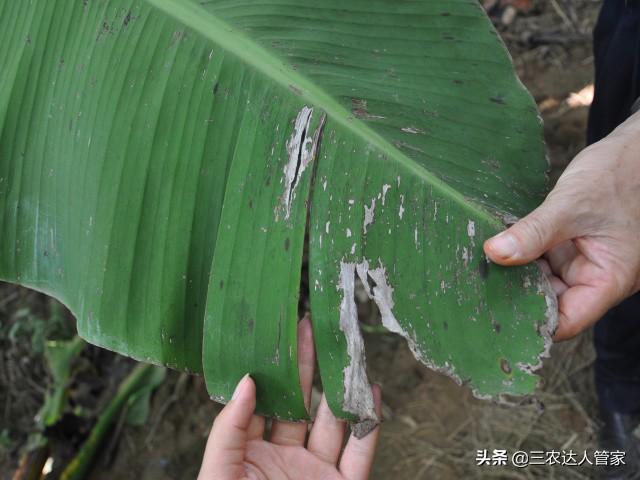 蟲害“夜娥類”出沒(méi)，危害你的香蕉不容商量
