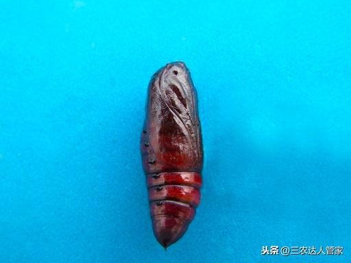 蟲害“夜娥類”出沒(méi)，危害你的香蕉不容商量