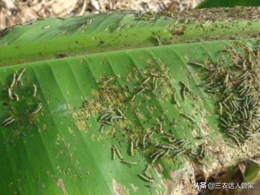 蟲害“夜娥類”出沒(méi)，危害你的香蕉不容商量