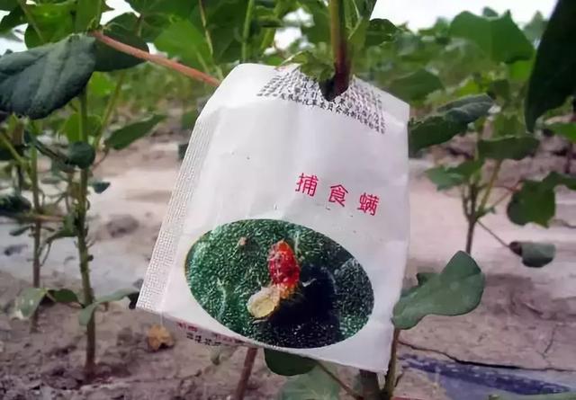 這幾種益蟲你都認(rèn)識嗎？千萬別錯(cuò)殺它們