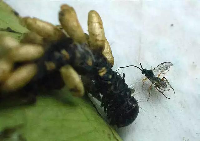 這幾種益蟲你都認(rèn)識嗎？千萬別錯(cuò)殺它們