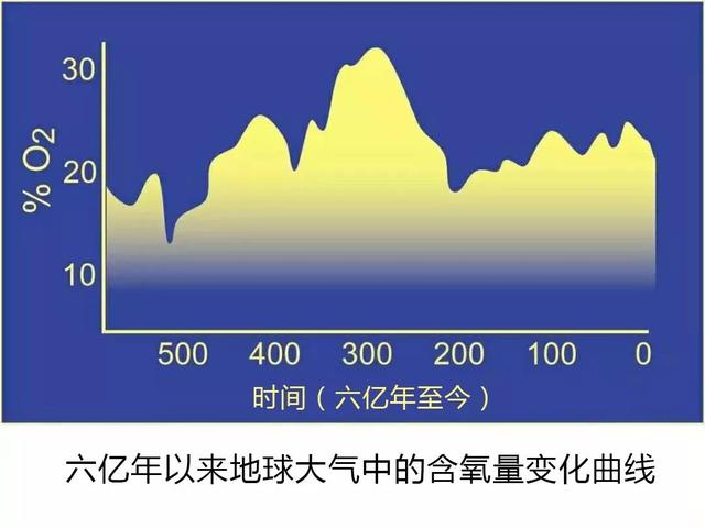 將近1米的大蜻蜓，地球上已知的有史以來最大的昆蟲