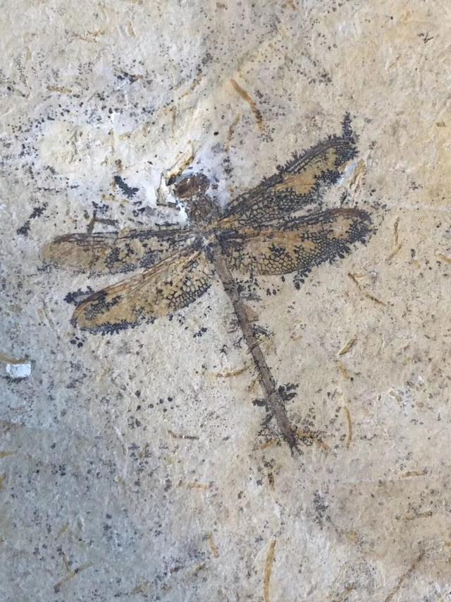 將近1米的大蜻蜓，地球上已知的有史以來最大的昆蟲