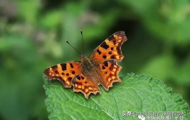 「農技」常見農業(yè)害蟲分類大全