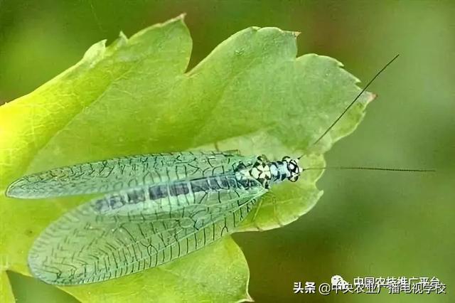「農技」常見農業(yè)害蟲分類大全
