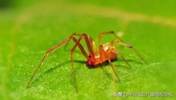 「農技」常見農業(yè)害蟲分類大全